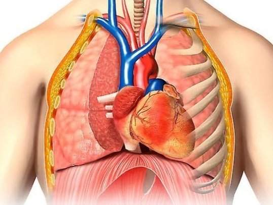 thorax
